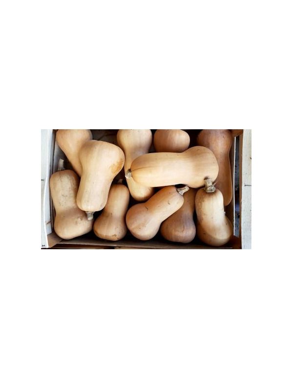 Courge Butternut Origine France