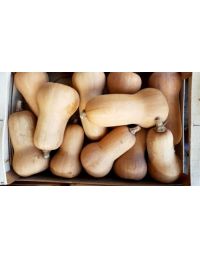 Courge Butternut Origine France