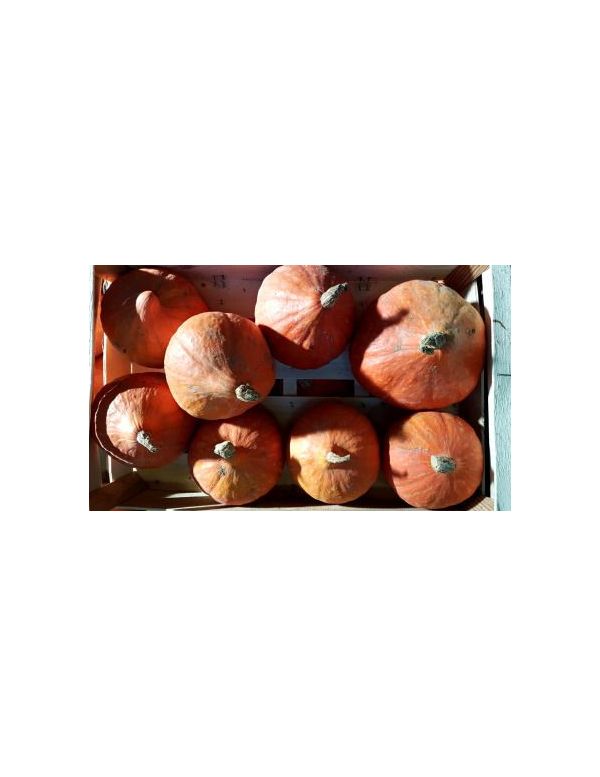 Potimarron Origine France