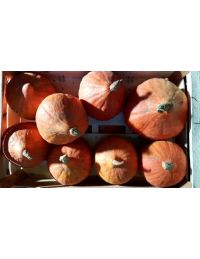 Potimarron Origine France