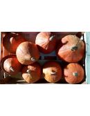 Potimarron Origine France