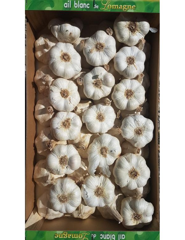 ail blanc de lomagne