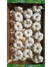 ail blanc de lomagne