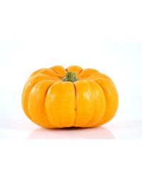 Courge jack little be