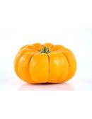 Courge jack little be