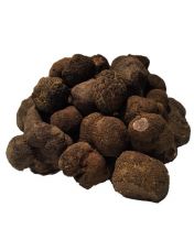 Truffe Noire fra?che de Provence