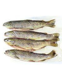 Truites Fario entières par lot de 4 - Pisciculture Jaladieu