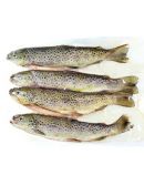 Truites Fario entières par lot de 4 - Pisciculture Jaladieu