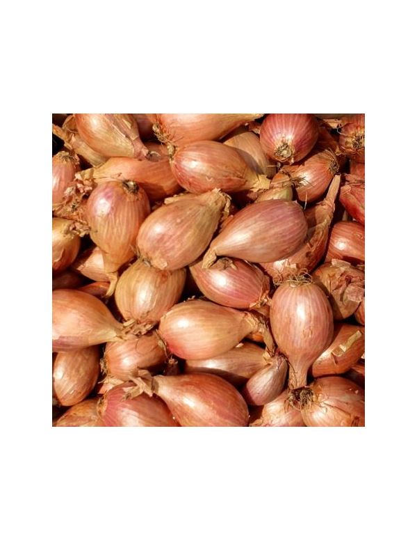 Échalote Vrac Origine France