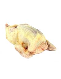 Pigeon prêt à cuire