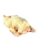 Pigeon prêt à cuire