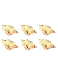 Lot de 6 Pigeons prêts à cuire