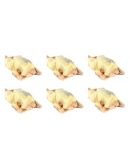 Lot de 6 Pigeons prêts à cuire