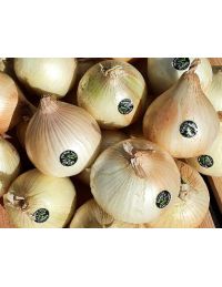Oignon Doux des Cévennes AOP