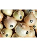 Oignon Doux des Cévennes AOP