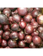 Oignon Rouge origine France