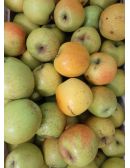 GoldRush BIO - Verger du Bosquet