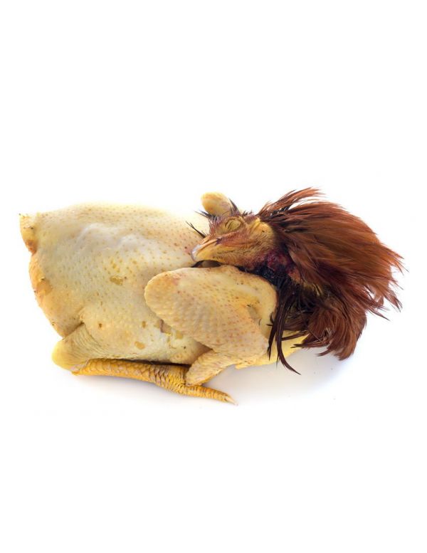 Chapon prêt à cuire