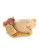 Poularde Prête à Cuire - Albi Volailles
