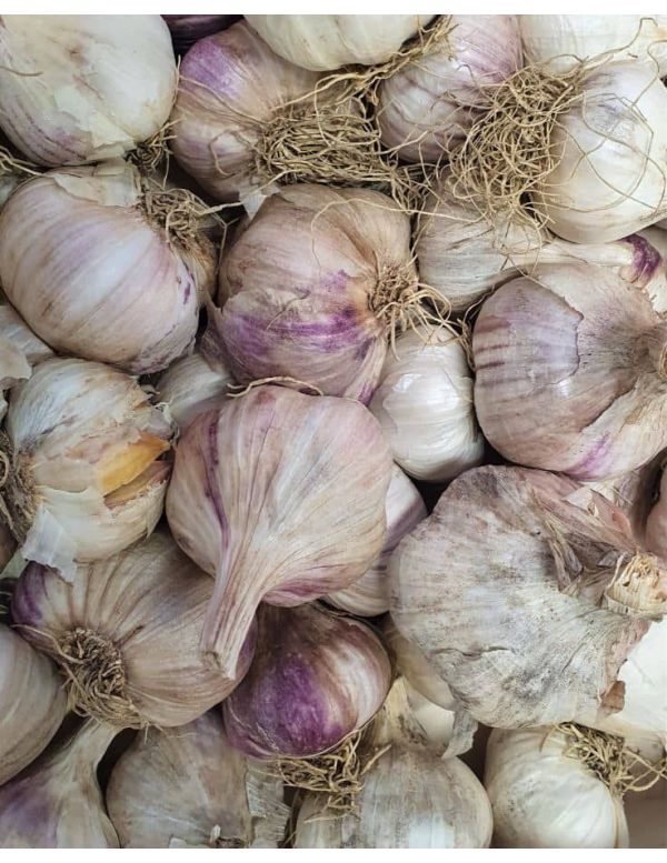 Ail Violet BIO en Vrac - Origine France