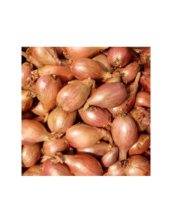 Echalote BIO en Vrac - Origine France