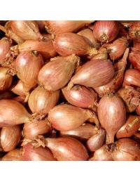 Echalote BIO en Vrac - Origine France