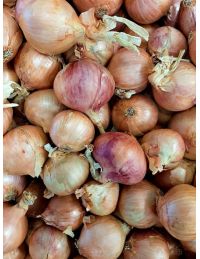 Oignon de Roscoff en Vrac vendu à l'unité