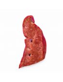 Foie de veau prêt à cuire