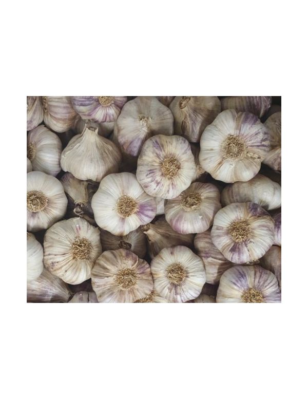ail violet vrac 500 g origine France Jemangefrancais.com