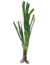 Aillet Bio origine France