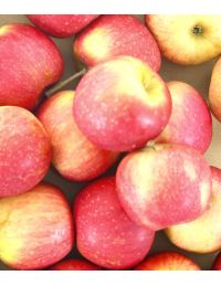 Pomme Cripps Rouge Bio au kilo