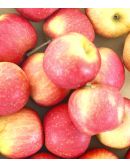 Pomme Cripps Rouge Bio au kilo