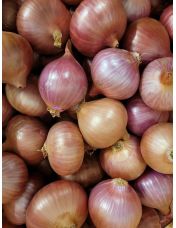 Oignon Rose origine France