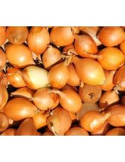 Oignon saucier origine France