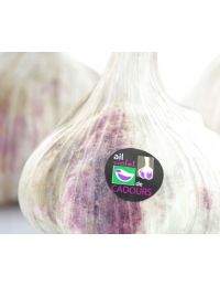 Tête d'Ail Violet de Cadours