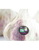 Tête d'Ail Violet de Cadours