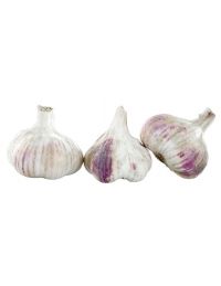 Tête d'Ail Violet de Cadours AOP lot de 3