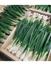 Oignon Nouveau en Botte origine France