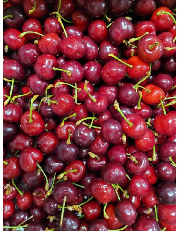 Cerises des coteaux du Ventoux IGP