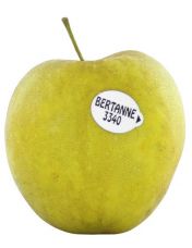 Pomme Bertanne origine France