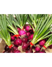 Oignon c?bette rouge - La botte - Origine France