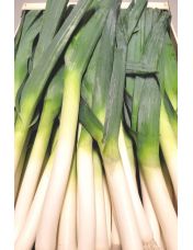 Poireau origine France ? la pi?ce