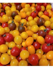 Tomates cerises multicolores origine France
