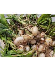 Oignon de L?zignan en botte