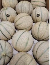 Melon Charentais ? la pi?ce origine France