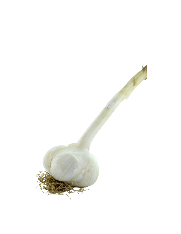 ail éléphant à l'unité