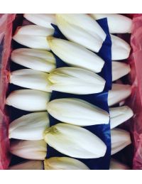 endive pleine terre