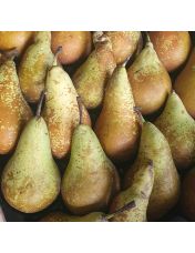 Poire conf?rence - Vendue ? l'unit? ou au kilo - Origine France