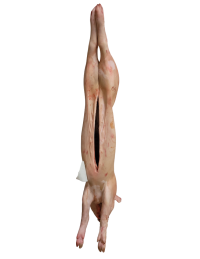 jeune porc éviscéré