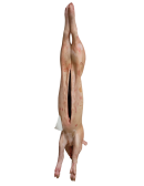 jeune porc éviscéré